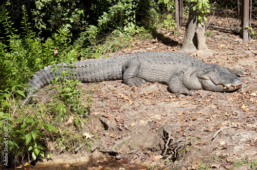 Full Length Alligator