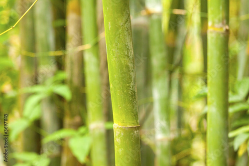 A bamboo grove background