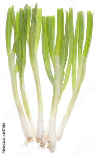 Spring Green Onion
