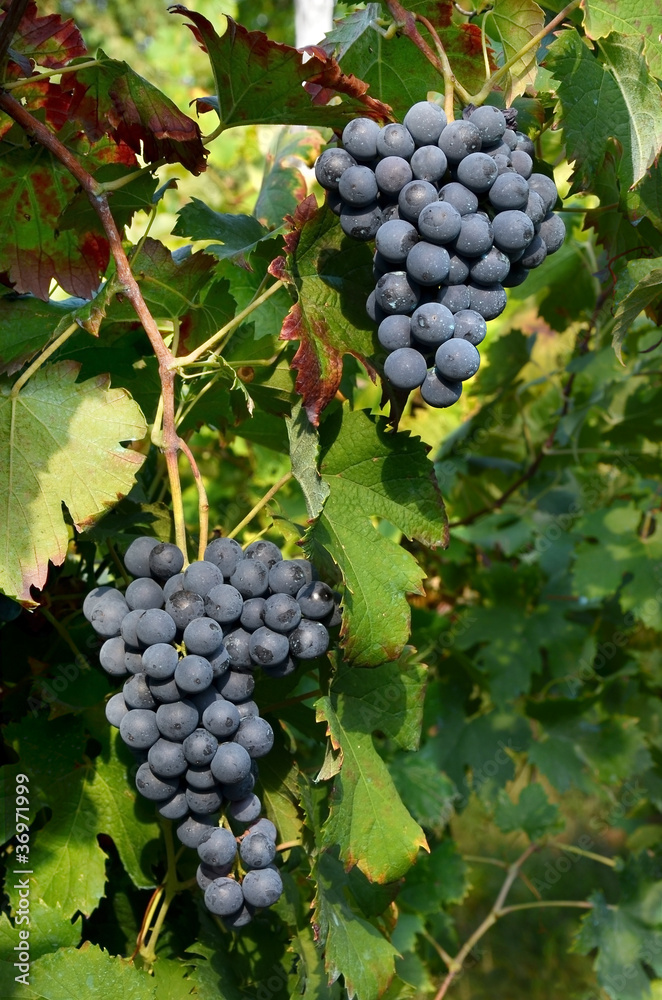 uva nera grappoli foglie resveratrolo buccia