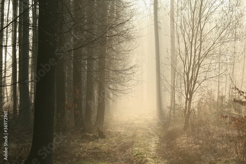 Dirt road leading through the early spring forest