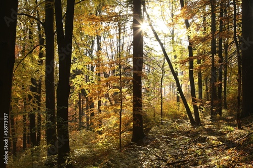 Autumn scenery in the beech forest on a sunny morning