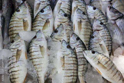 fresh striped fish display on ice at the fish mongers