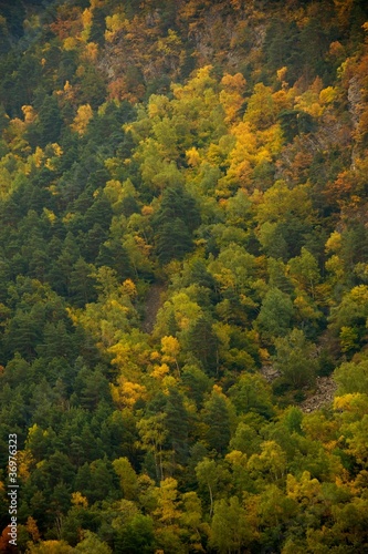 Beautiful mountain forest landscape