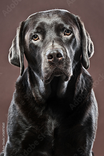 Handsome Chocolate Labrador