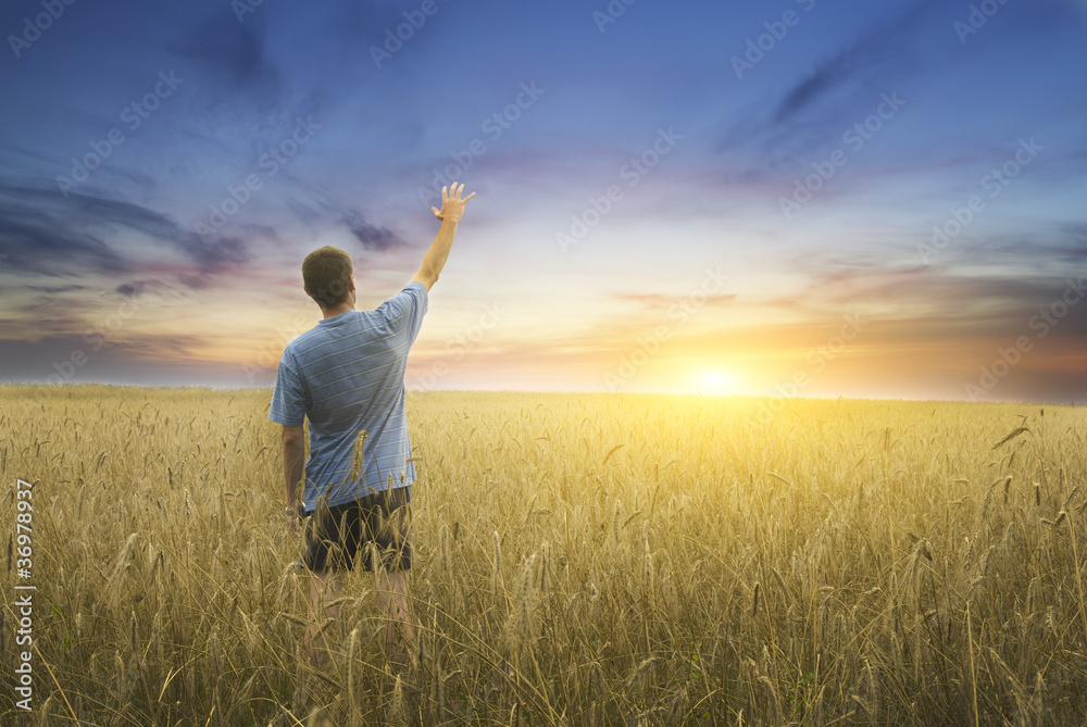 Man on yellow wheat meadow. Man on yellow wheat meadow.