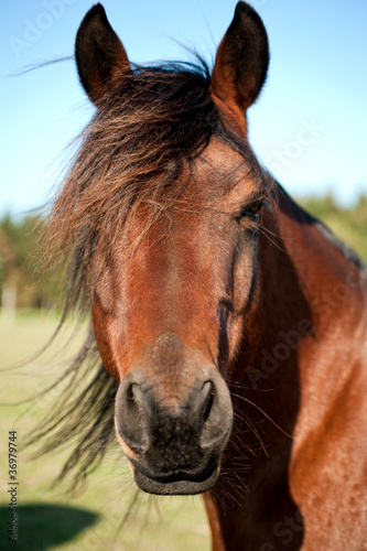 pferd3
