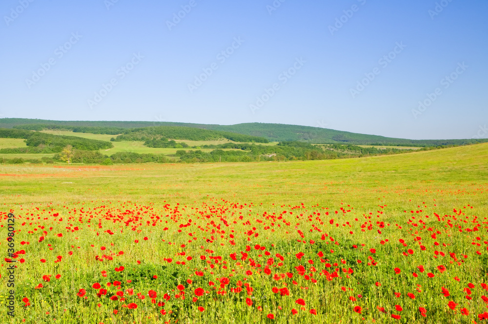 Field of poppies in mountains