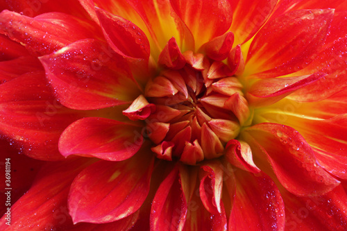 Red dahlia flower macro © Africa Studio