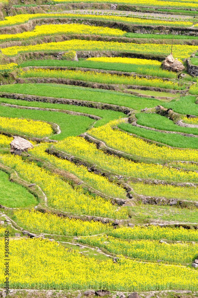 Rapeseed fields Rapeseed fields