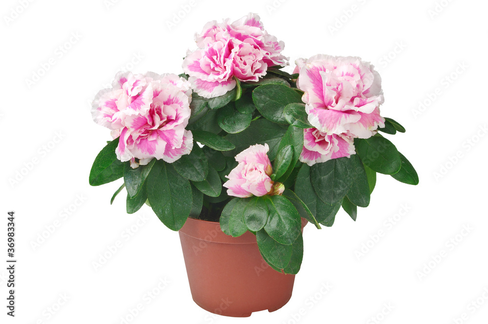Azalea flower in the pot Azalea flower in the pot