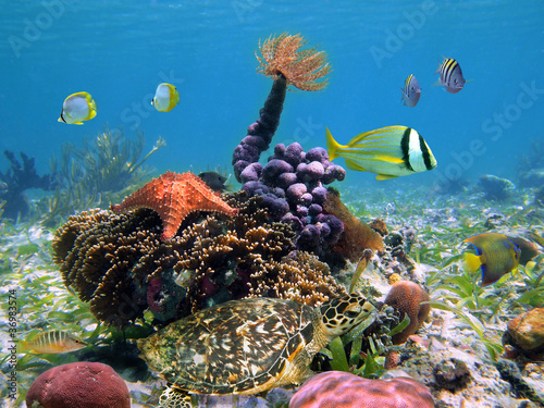 Sea turtle underwater with colorful tropical marine life in the Caribbean sea