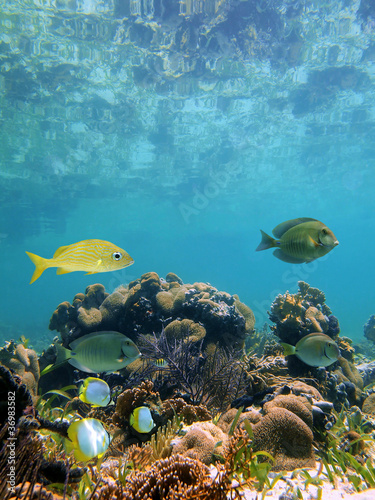 Fototapeta Naklejka Na Ścianę i Meble -  Below the mirror surface of the caribbean sea lies a coral reef with tropical fish, Mayan Riviera, Mexico