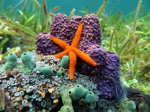 Comet sea star with colorful sea sponge and anemone, Caribbean sea, Costa Rica #36983583