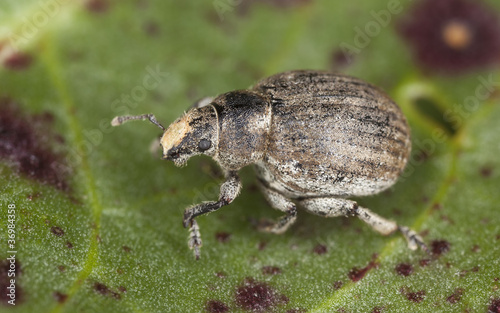 Small weevil extreme close-up © Henrik Larsson