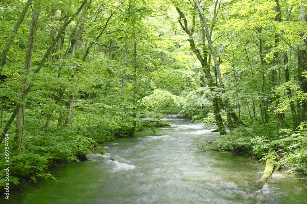 Obraz premium 新緑の奥入瀬渓流