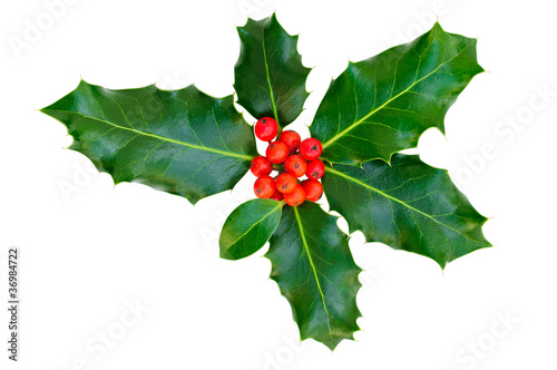 Holly leaves with red berries on a white background, isolated.
