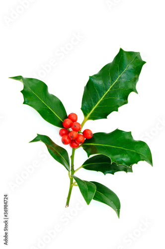 Branch holly leaves with red berries on a white background.