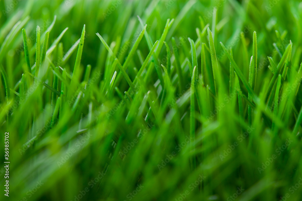 Grass background Grass background