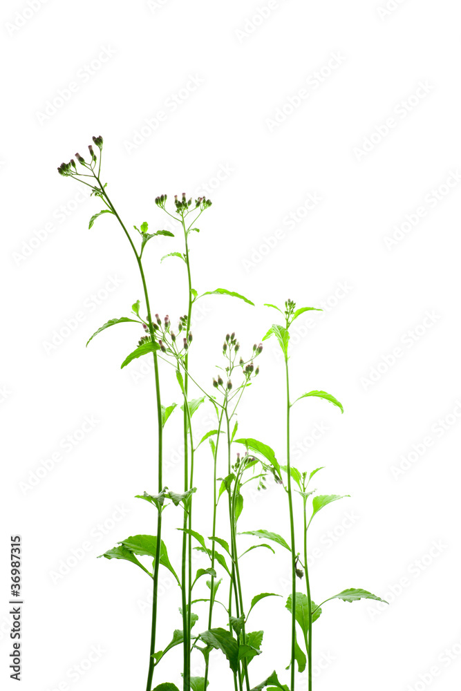 Naklejka premium grasses on white background