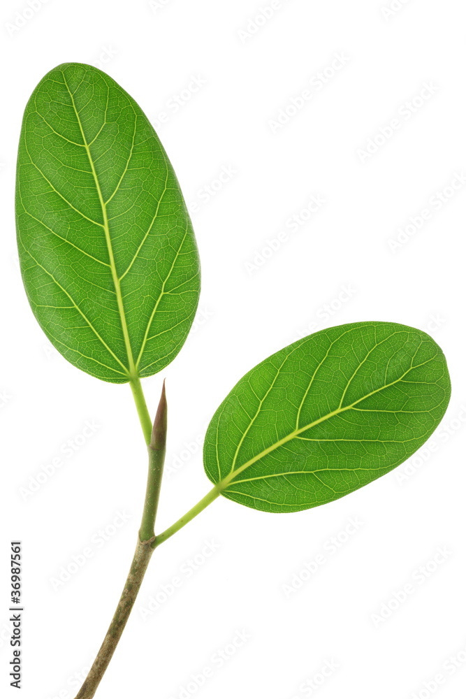 Ficus benghalensis Ficus benghalensis
