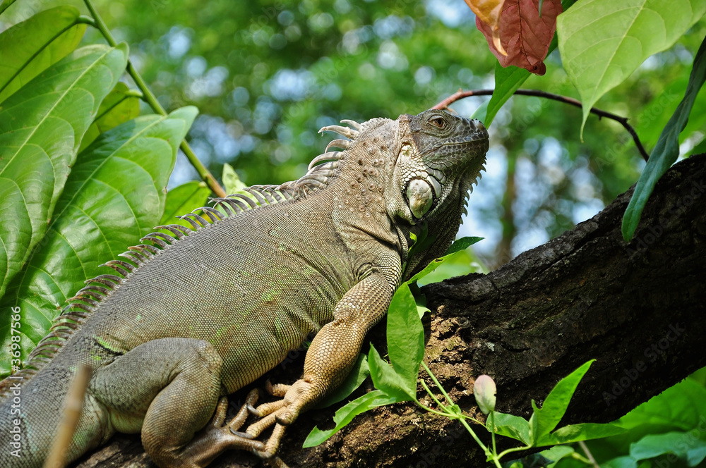 Obraz premium grüner Leguan