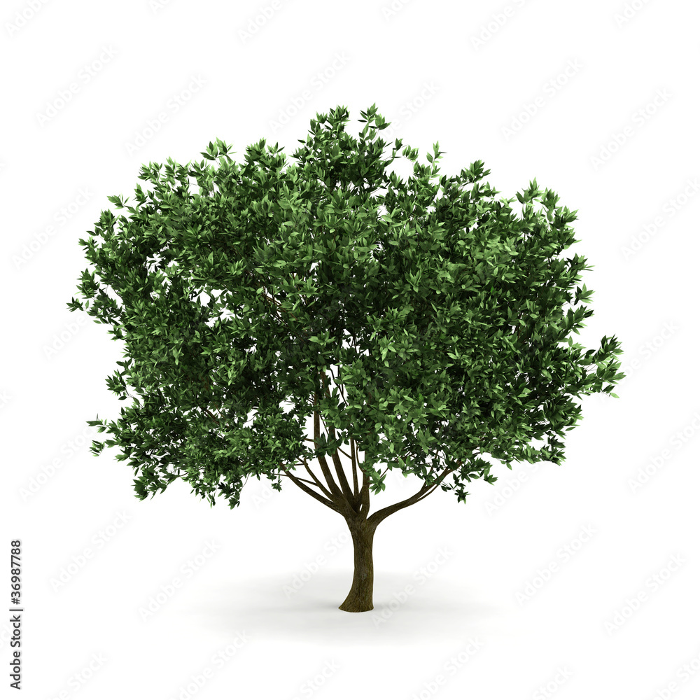 3d tree isolated on white. 3d tree isolated on white.