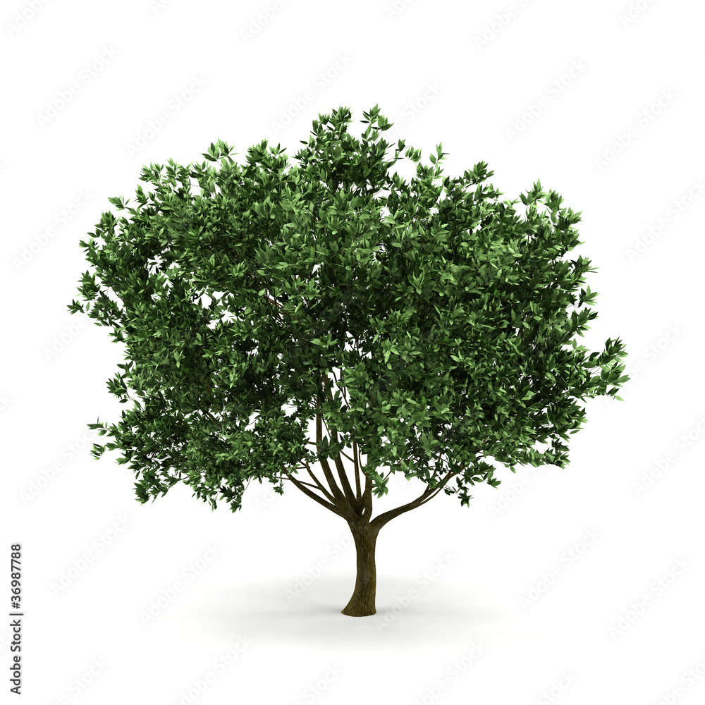 3d tree isolated on white.