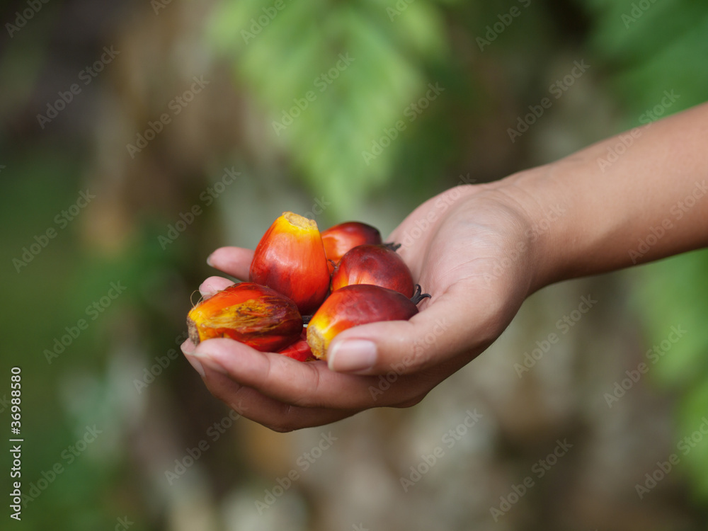 Oil palm fruits Oil palm fruits