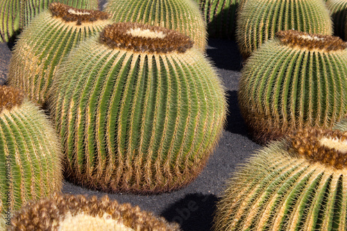 grüner runder Kaktus