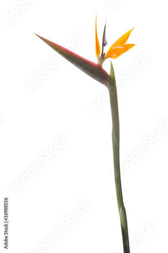 Blüte einer Strelitzie mit Stiel © Albatros82