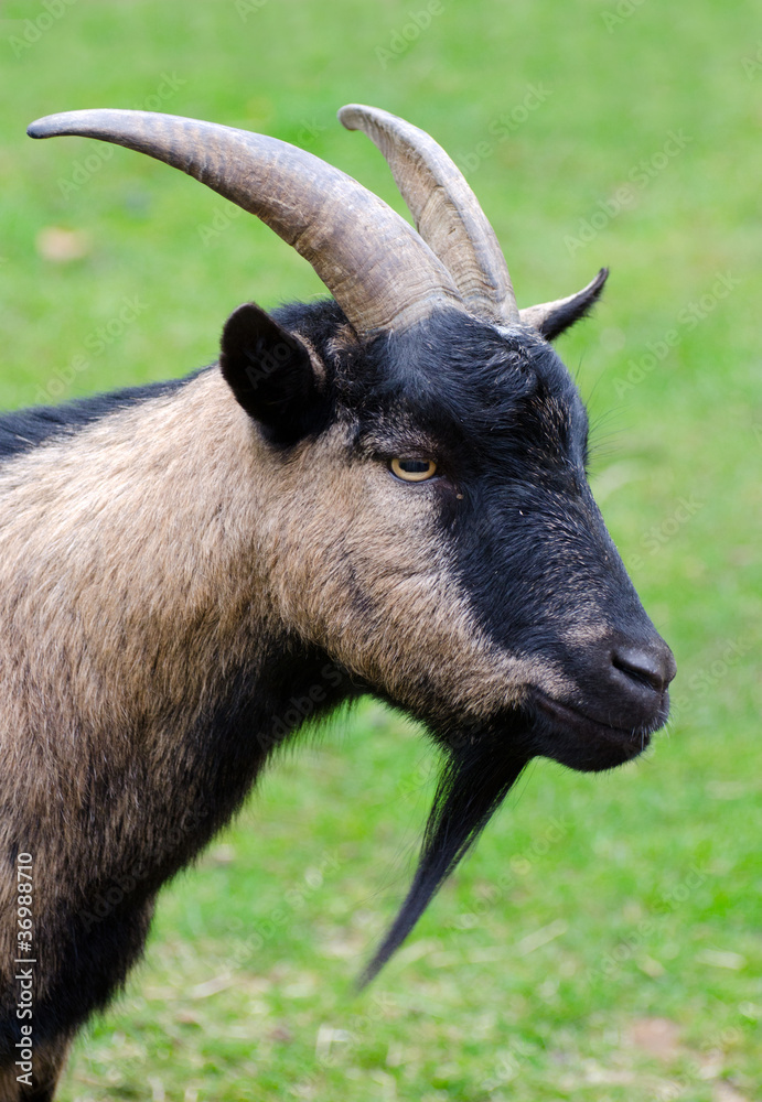 mountain goat on green grass background mountain goat on green grass background