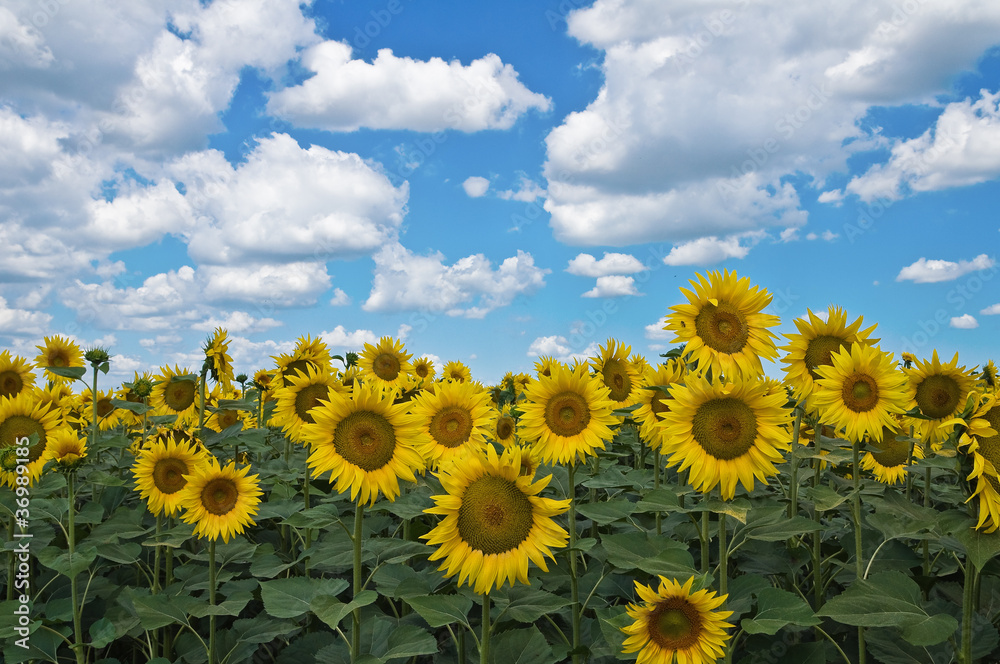 Sunflower field. Sunflower field.