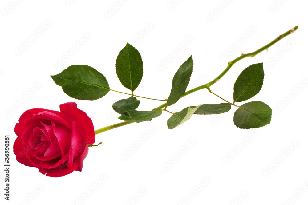 Obraz premium Red rose