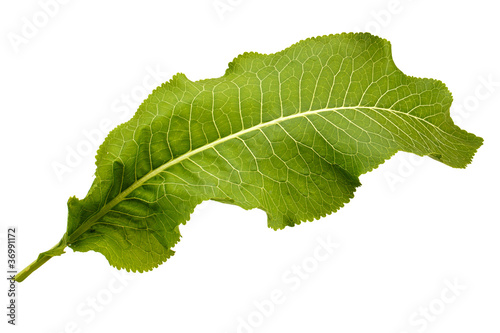 Fotografie, Tablou Green leaf