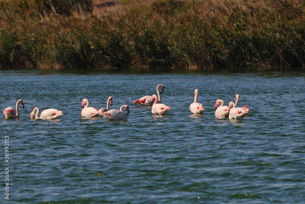 Greater Flamingos (Phoenicopterus roseus) in a pond in Camargue