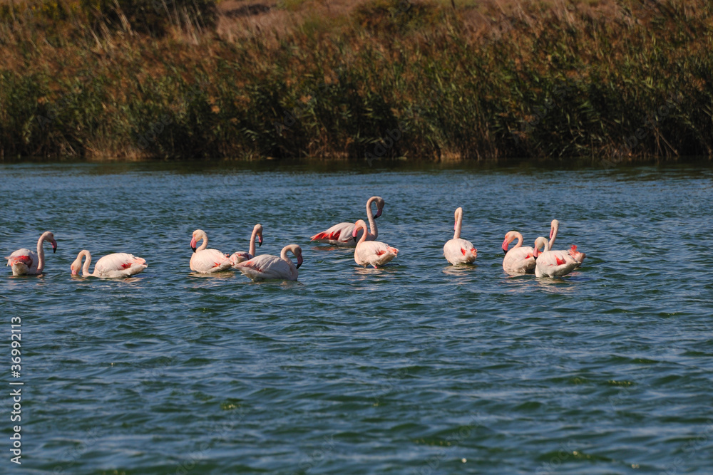 Obraz premium Greater Flamingos (Phoenicopterus roseus) in a pond in Camargue