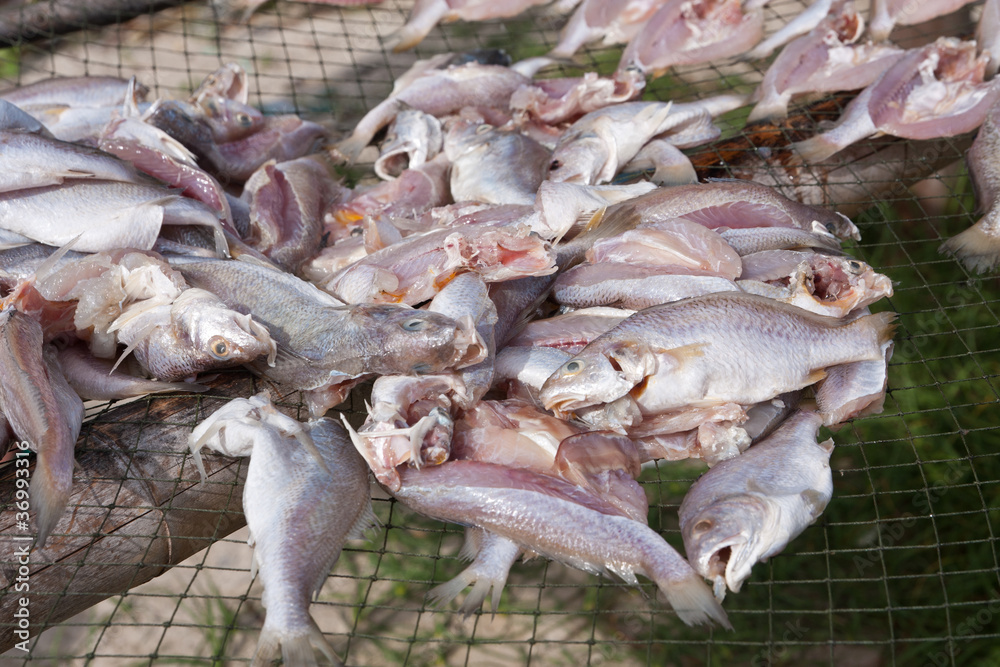 make dry fish on the beach
