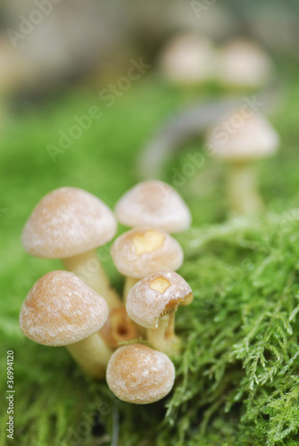 Small Mushroom Toadstools (Armillaria tabescens). photo