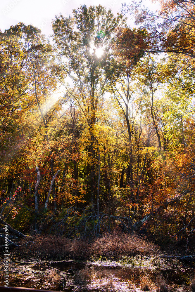 autumn forest