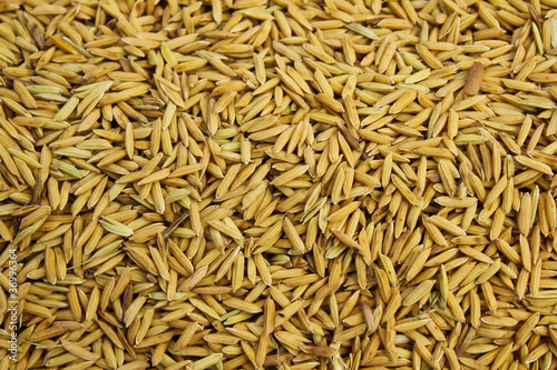 Rice seed background