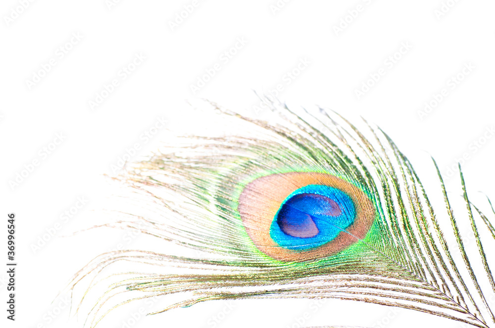 Obraz premium Peacock feather on white