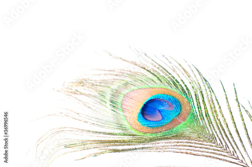 Peacock feather on white