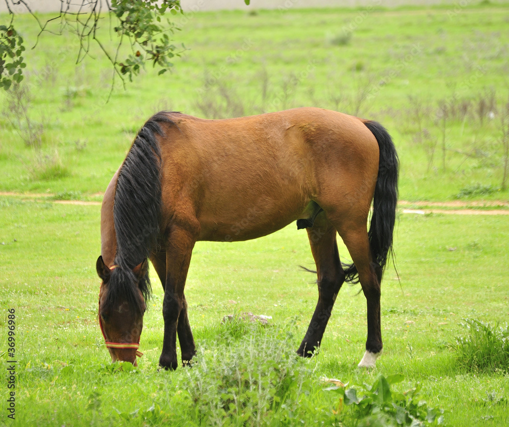 Caballo pastando en prado verde Caballo pastando en prado verde