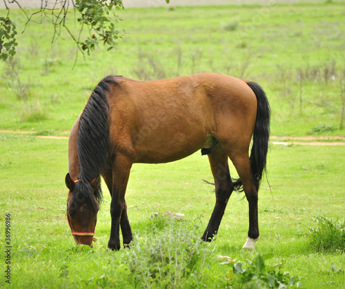 Caballo pastando en prado verde photo
