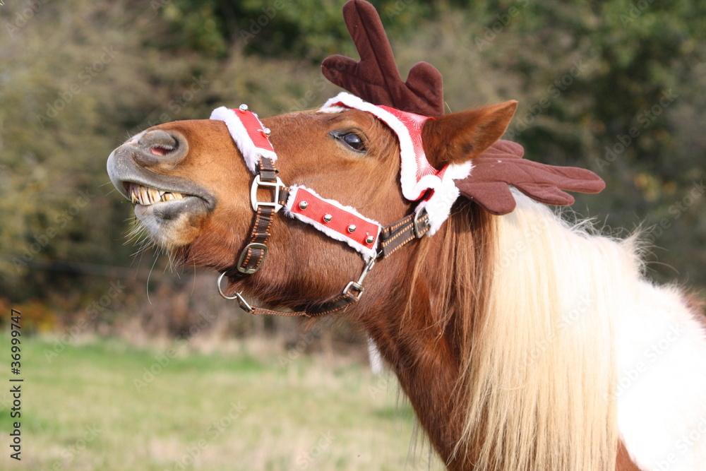 Poney en costume de noël Photos Adobe Stock