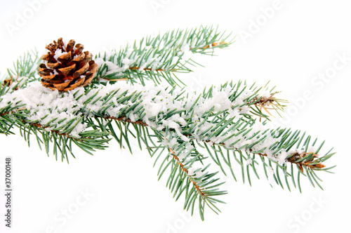 Obraz na płótnie Tannenzweig im Winter w salonie