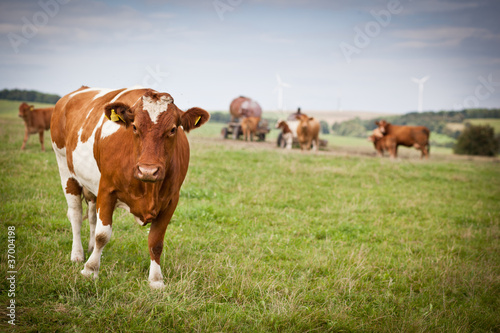 Cow grazing on a lovely green pasture © lightpoet