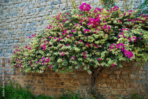 Bougainvillea