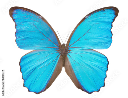 Morpho  butterfly(Morpho didius). © Anatol